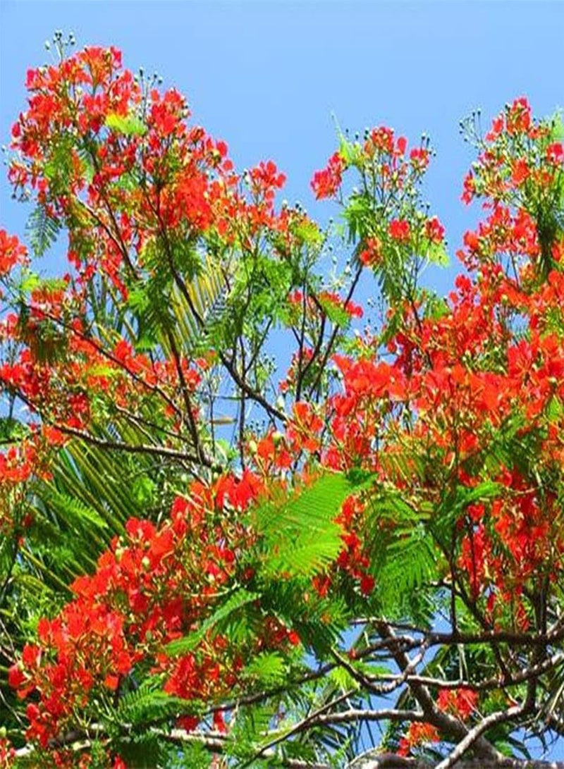 GGOOT 20Pcs Poinciana Seeds Beautiful Exotic Ornamental Trees for Outdoor Garden Roadside Planting Strong Adaptability Don't Need Much Care - Image 4