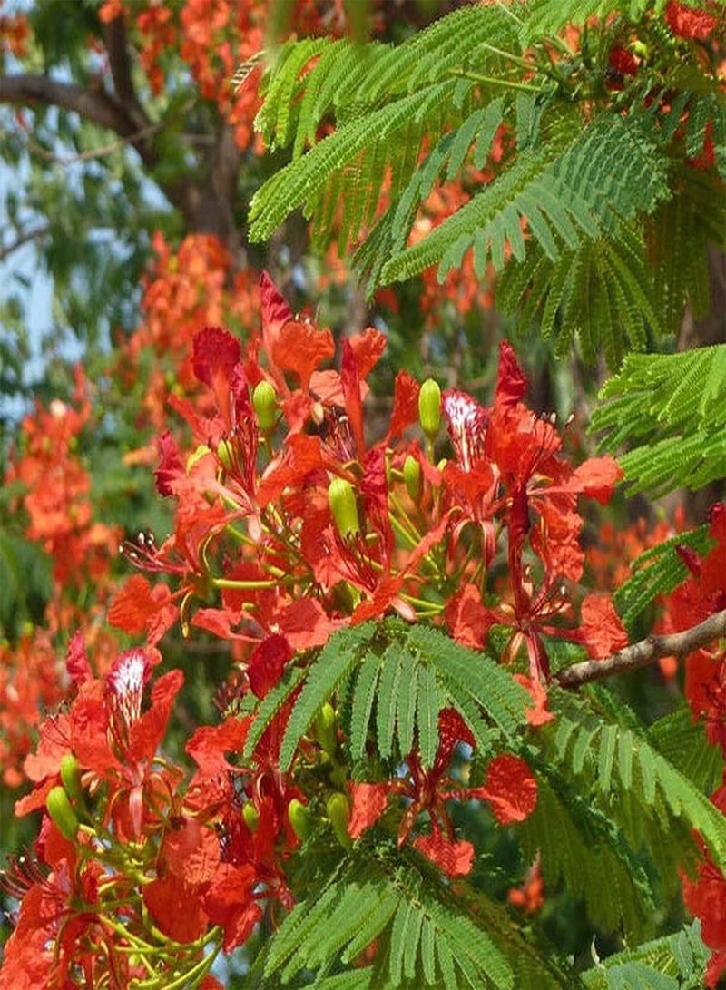 GGOOT 20Pcs Poinciana Seeds Beautiful Exotic Ornamental Trees for Outdoor Garden Roadside Planting Strong Adaptability Don't Need Much Care - Image 2