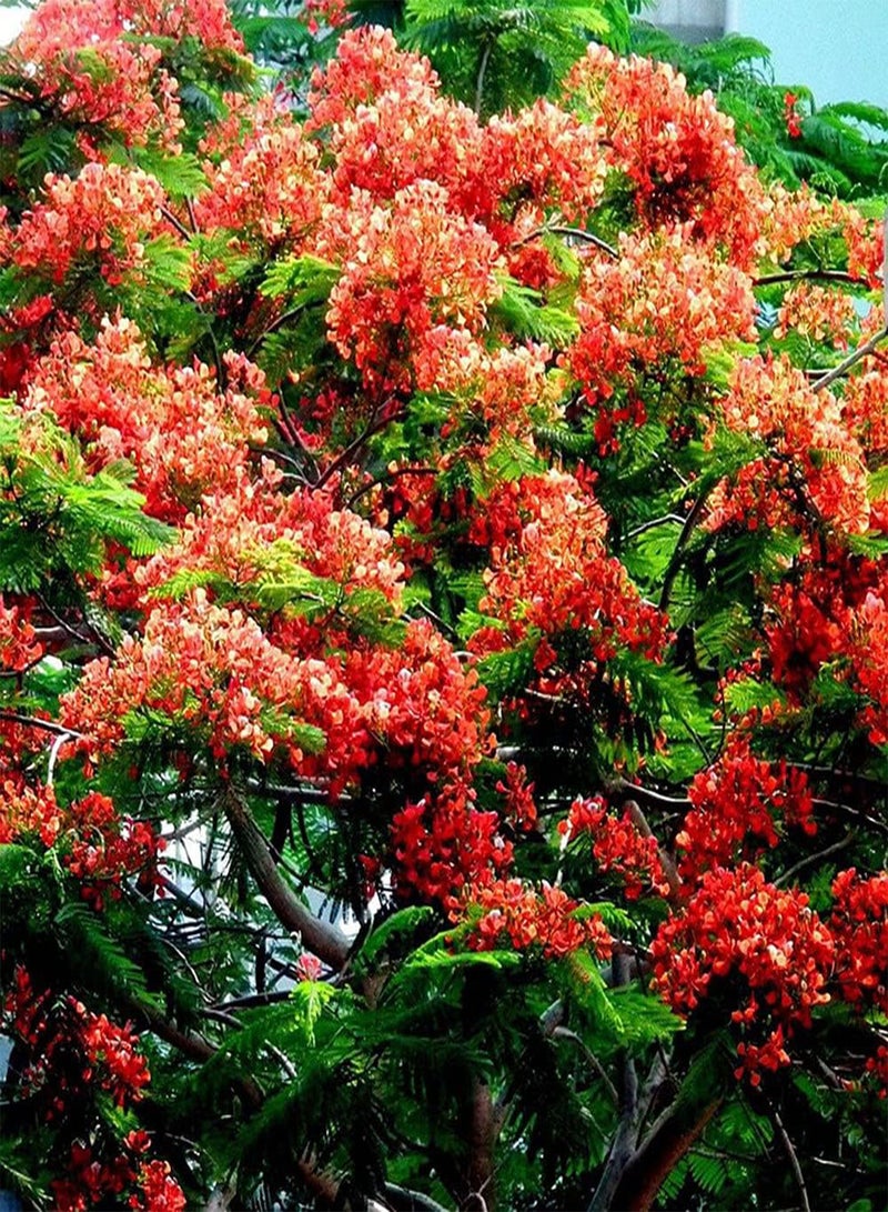 GGOOT 20Pcs Poinciana Seeds Beautiful Exotic Ornamental Trees for Outdoor Garden Roadside Planting Strong Adaptability Don't Need Much Care - Image 1