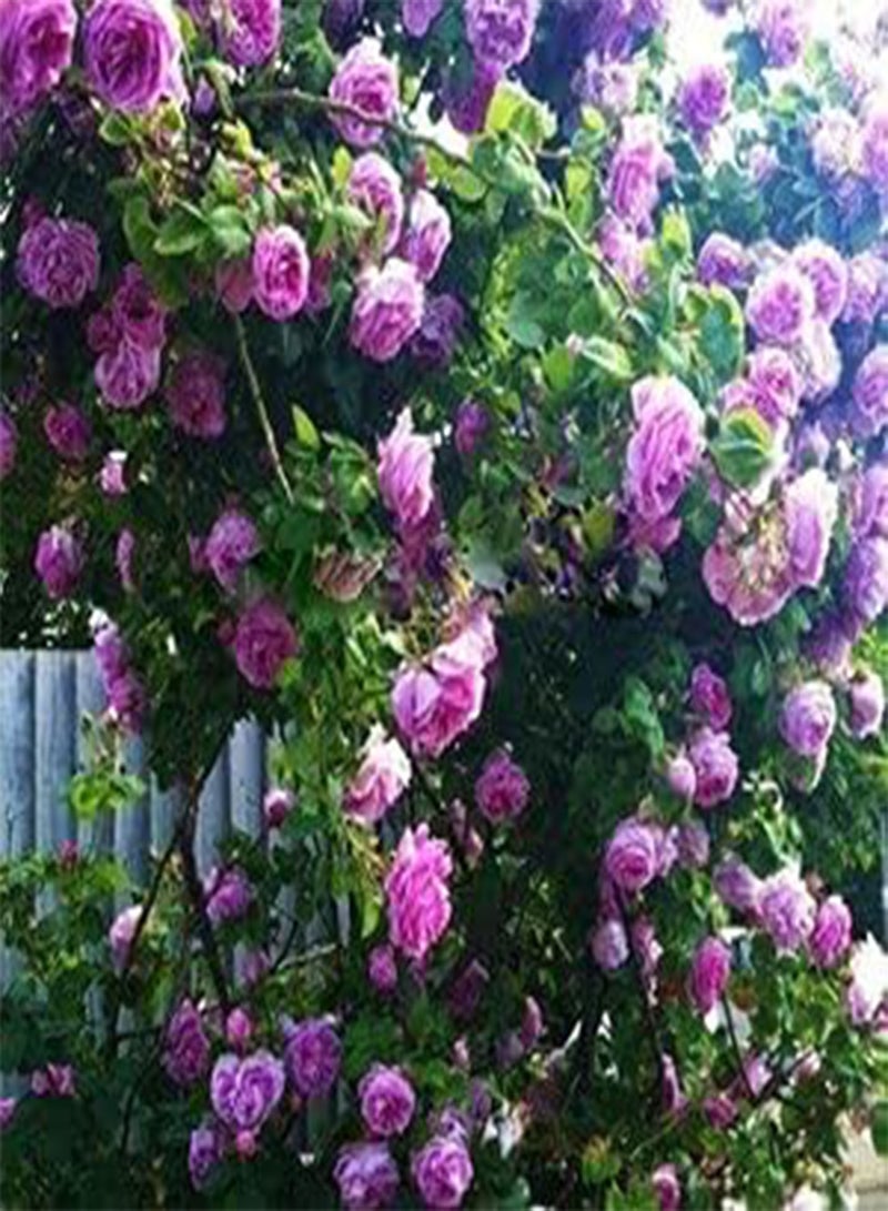 جي جوت بذور وردة متسلقة أرجوانية، أزهار جميلة لزراعة حديقة المنزل من شركة Heavy Torch (300 بذرة) - Image 5