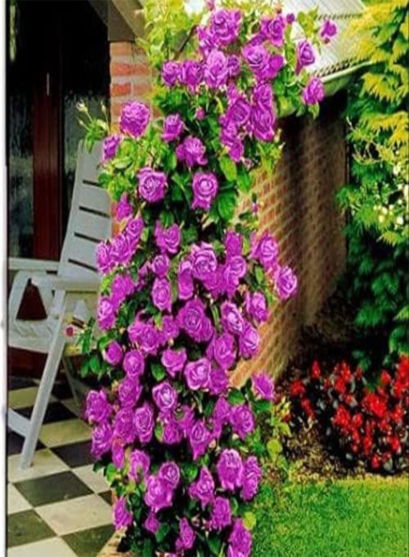 جي جوت بذور وردة متسلقة أرجوانية، أزهار جميلة لزراعة حديقة المنزل من شركة Heavy Torch (300 بذرة) - Image 3