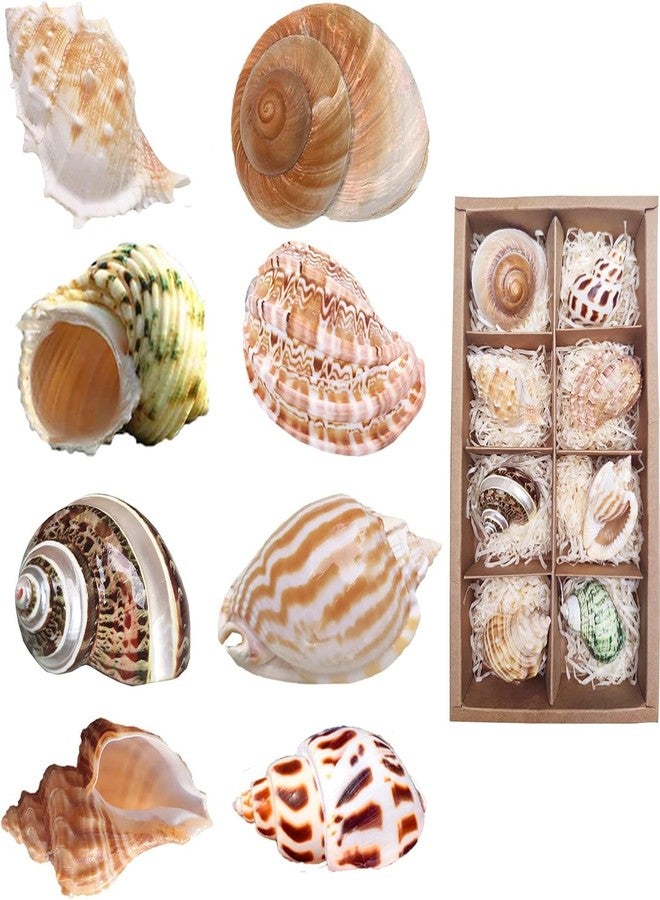 SINKOO 8PCS Hermit Crab Shells Medium to Large Growth Turbo Seashells 1"-2" Openning Size Natural Decoration Supplies - Image 1