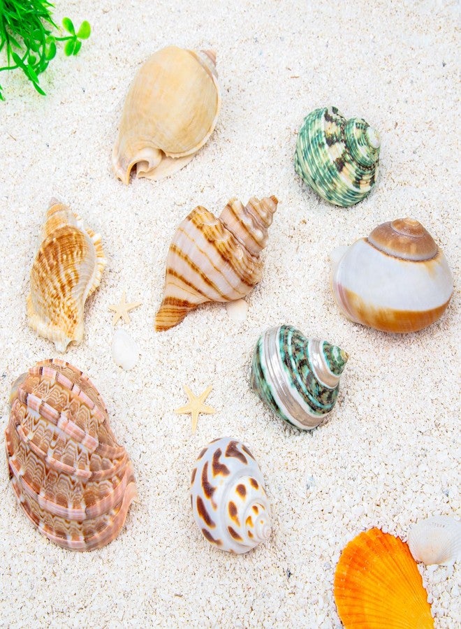 SINKOO 8PCS Hermit Crab Shells Medium to Large Growth Turbo Seashells 1"-2" Openning Size Natural Decoration Supplies - Image 5