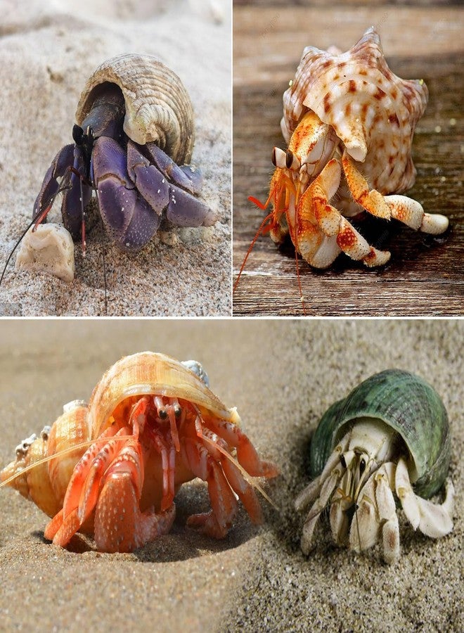 SINKOO 8PCS Hermit Crab Shells Medium to Large Growth Turbo Seashells 1"-2" Openning Size Natural Decoration Supplies - Image 3