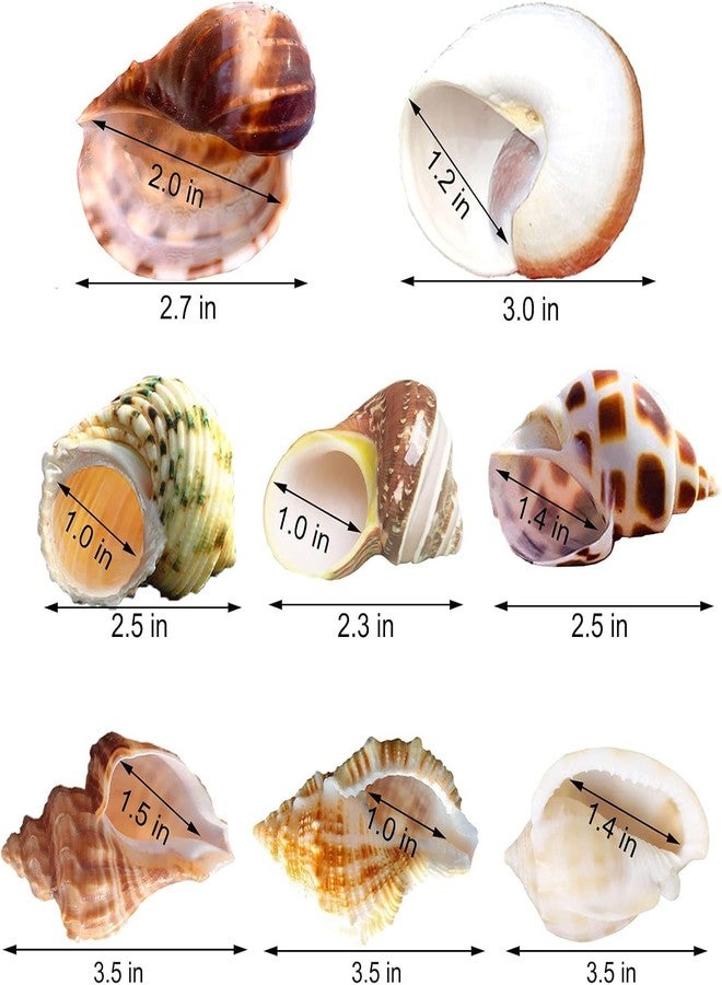 SINKOO 8PCS Hermit Crab Shells Medium to Large Growth Turbo Seashells 1"-2" Openning Size Natural Decoration Supplies - Image 2