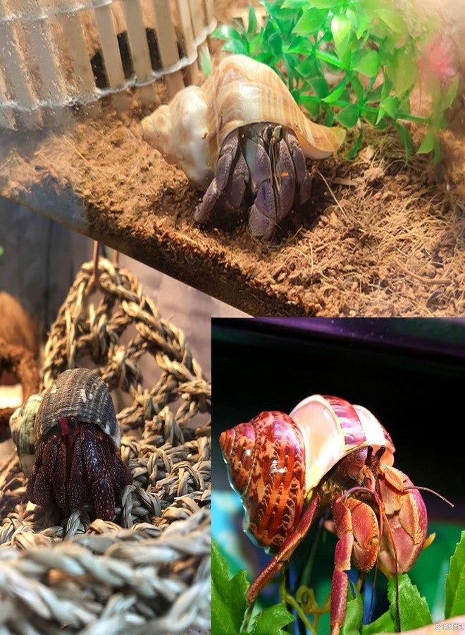 SINKOO 8PCS Hermit Crab Shells Medium to Large Growth Turbo Seashells 1"-2" Openning Size Natural Decoration Supplies - Image 4