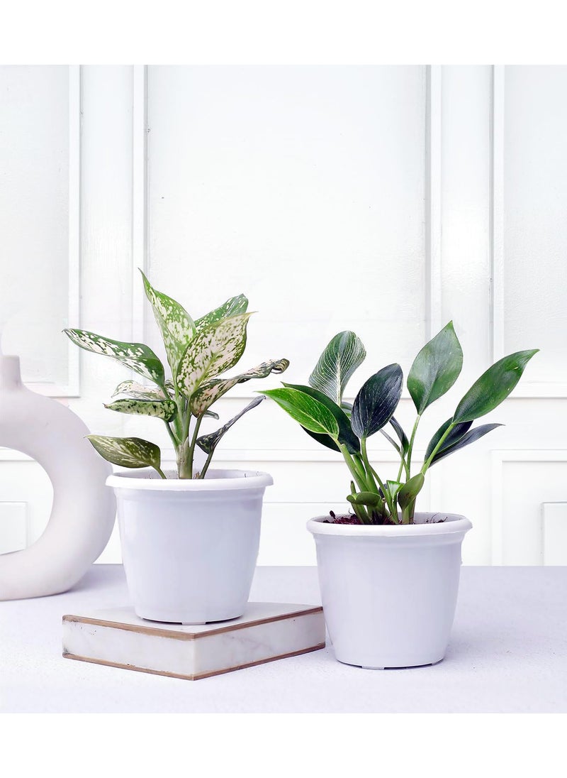 Nurturing Green Nurturing Green Combo of Indoor Plants for Home Aglaonema Eileen Philodendron Birkin in White Plastic Pots Size 45Inch 4Inch Indoor Plants For Living Room Live Plants With Pots  - Image 1
