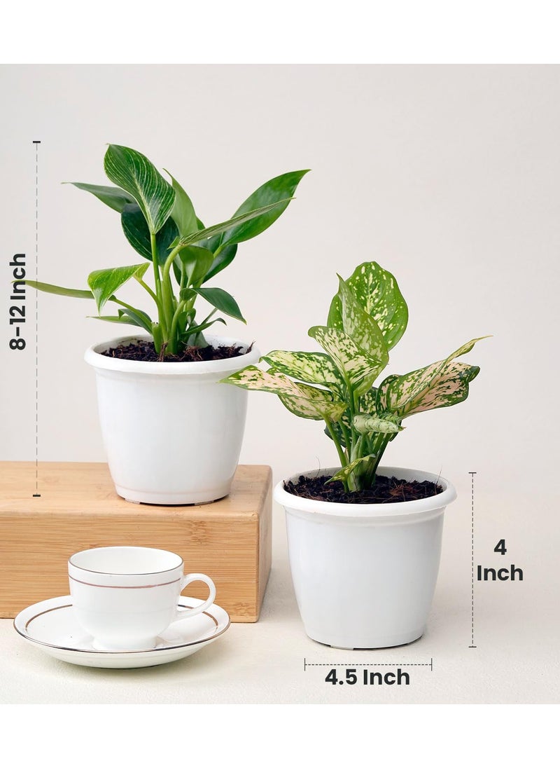 Nurturing Green Nurturing Green Combo of Indoor Plants for Home Aglaonema Eileen Philodendron Birkin in White Plastic Pots Size 45Inch 4Inch Indoor Plants For Living Room Live Plants With Pots  - Image 3