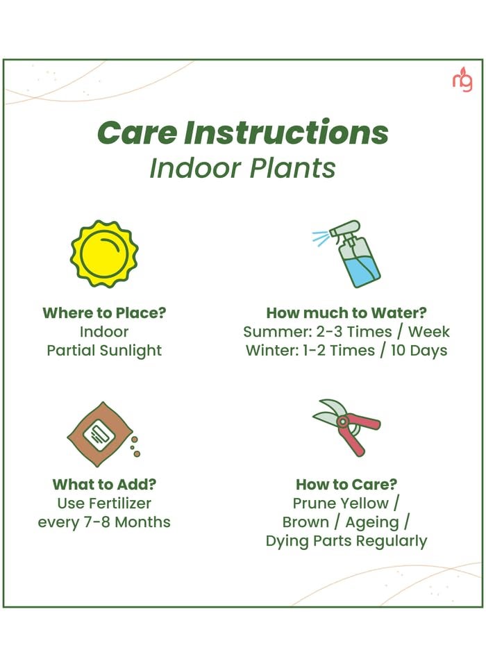 Nurturing Green Nurturing Green Combo of Indoor Plants for Home Aglaonema Eileen Philodendron Birkin in White Plastic Pots Size 45Inch 4Inch Indoor Plants For Living Room Live Plants With Pots  - Image 4