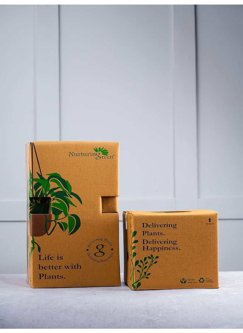 Nurturing Green Nurturing Green Combo of Indoor Plants for Home Aglaonema Eileen Philodendron Birkin in White Plastic Pots Size 45Inch 4Inch Indoor Plants For Living Room Live Plants With Pots  - Image 5