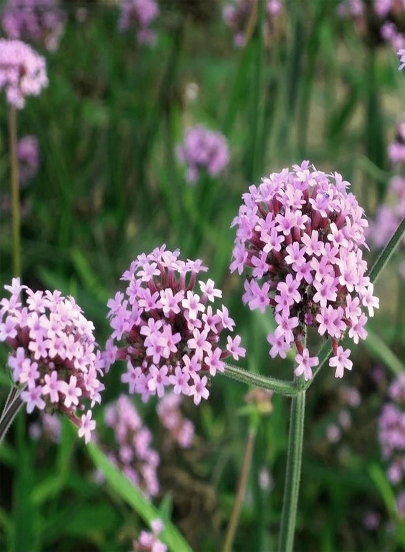 GGOOT seeds 100Pcs Verbena Hastata Seeds Purple Hardy Perennial Garden Verbena Bonariensis Plants for Planting Garden Yard Home Seed - Image 4