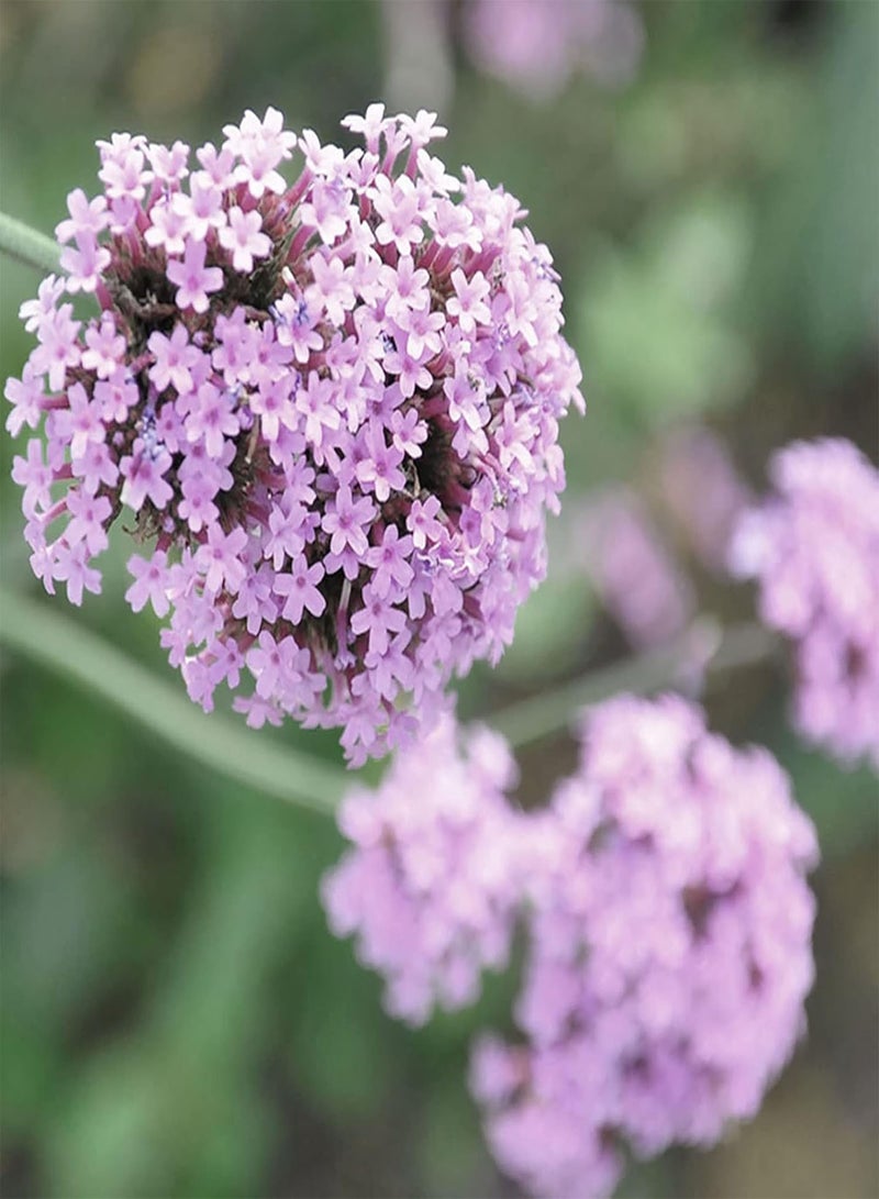 GGOOT seeds 100Pcs Verbena Hastata Seeds Purple Hardy Perennial Garden Verbena Bonariensis Plants for Planting Garden Yard Home Seed - Image 3