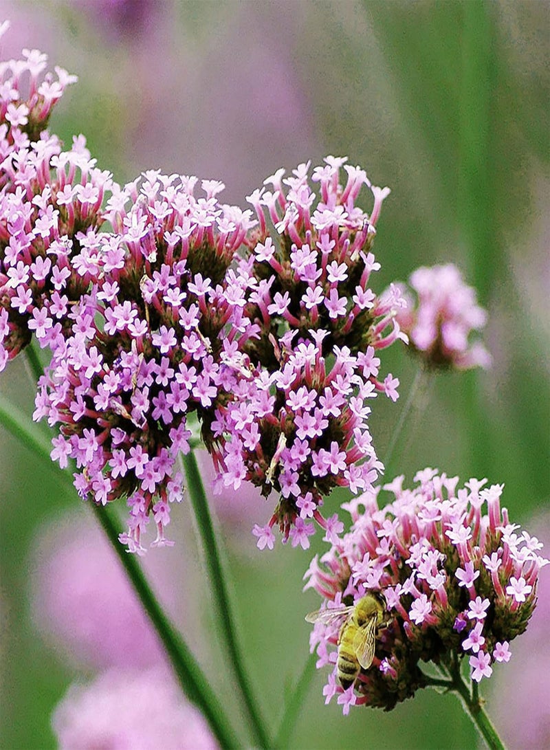 GGOOT seeds 100Pcs Verbena Hastata Seeds Purple Hardy Perennial Garden Verbena Bonariensis Plants for Planting Garden Yard Home Seed - Image 5