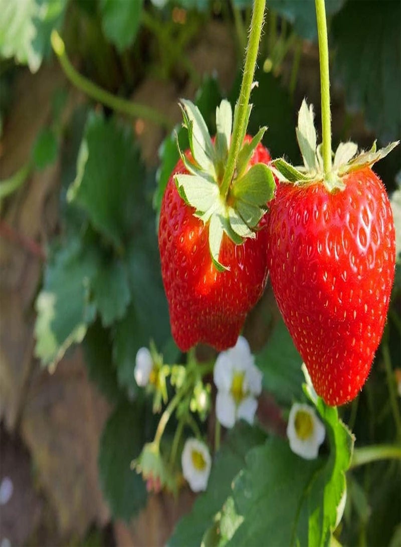 150pcs Strawberry Seeds Energetic Tenacious and Prolific Easy to Survive an Interesting Planting Attempt for Gardening Enthusiasts