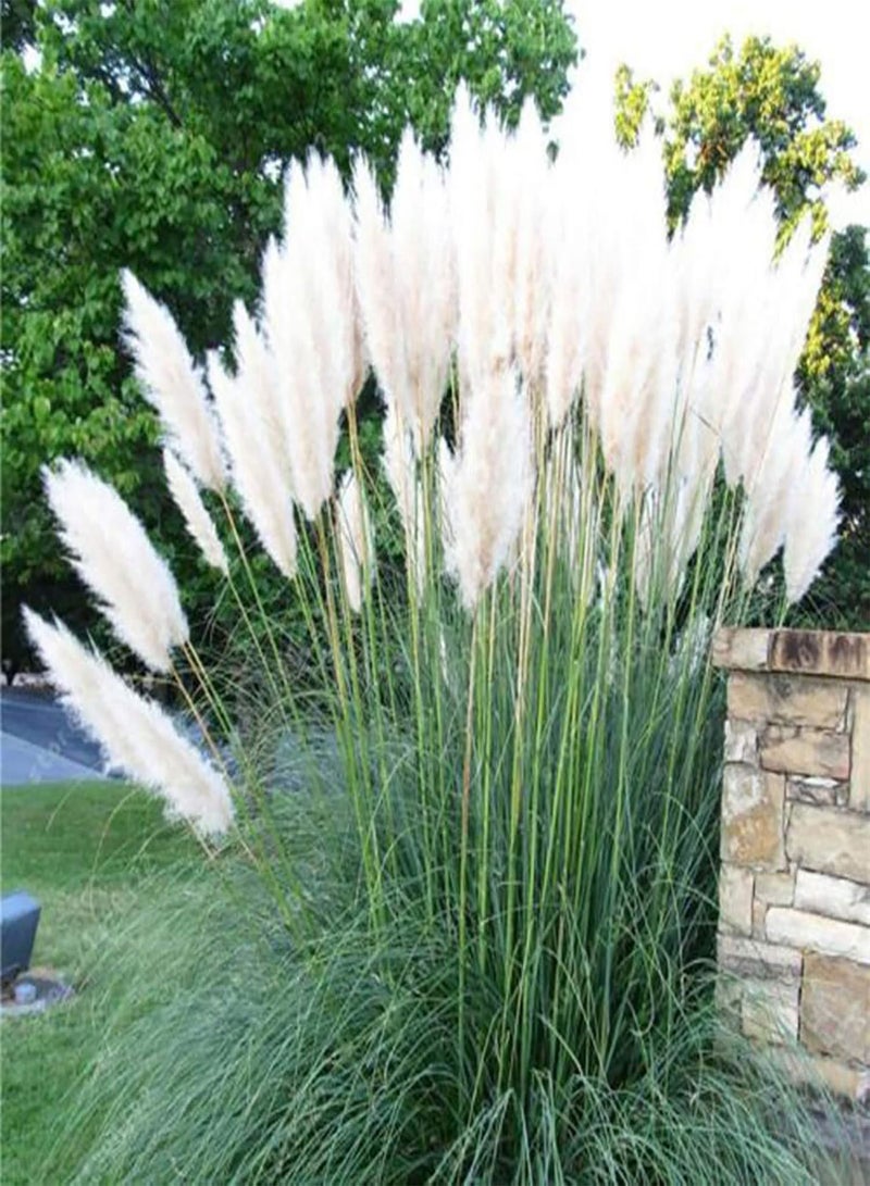GGOOT Plant Seed 200Pcs/Bag Plant Seeds Decorative Good Harvest Cold Resistant Mixed Color Cortaderia Selloana Seeds for Garden - Seed - Image 5