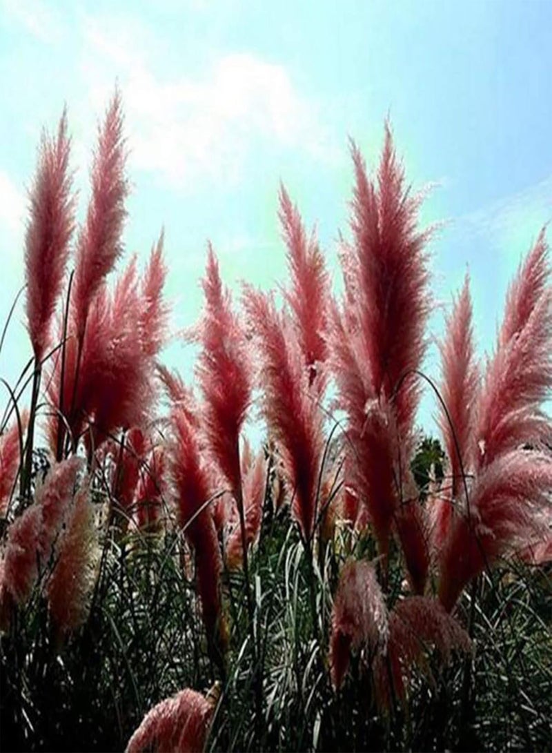 GGOOT Plant Seed 200Pcs/Bag Plant Seeds Decorative Good Harvest Cold Resistant Mixed Color Cortaderia Selloana Seeds for Garden - Seed - Image 3