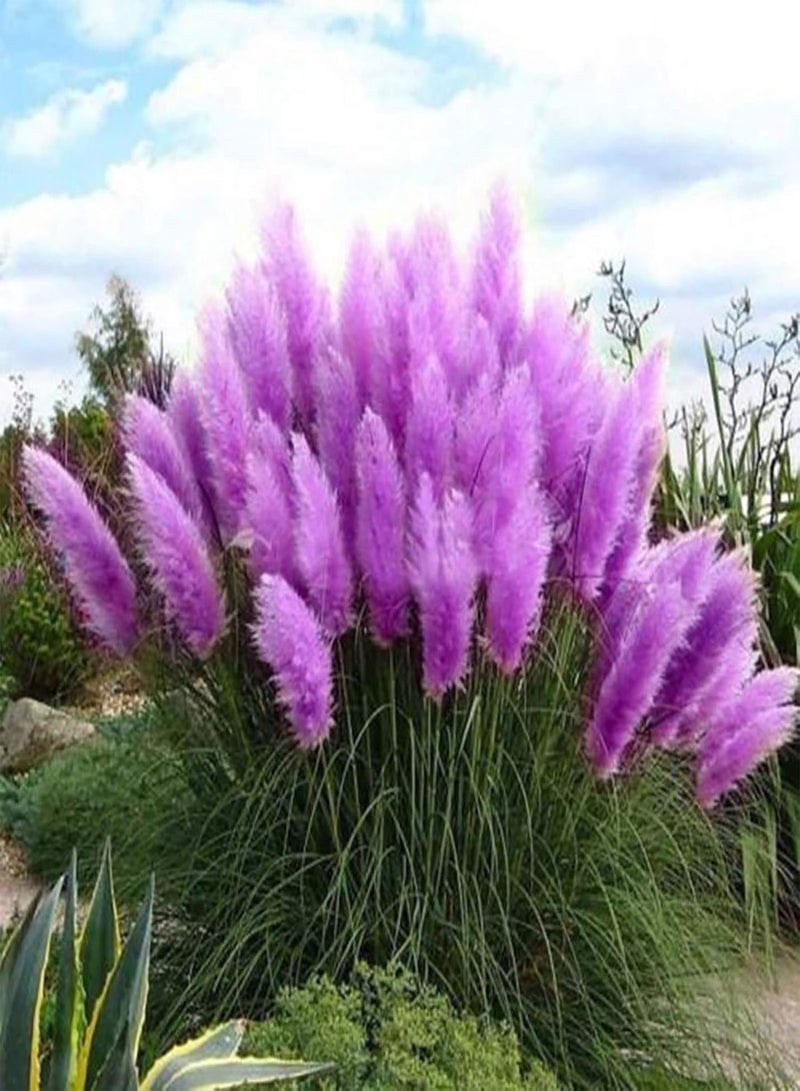GGOOT Plant Seed 200Pcs/Bag Plant Seeds Decorative Good Harvest Cold Resistant Mixed Color Cortaderia Selloana Seeds for Garden - Seed - Image 2