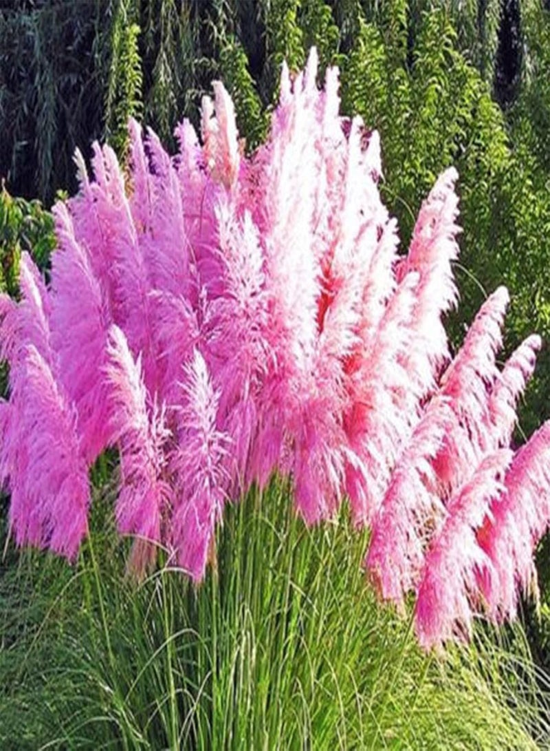 GGOOT Plant Seed 200Pcs/Bag Plant Seeds Decorative Good Harvest Cold Resistant Mixed Color Cortaderia Selloana Seeds for Garden - Seed - Image 1