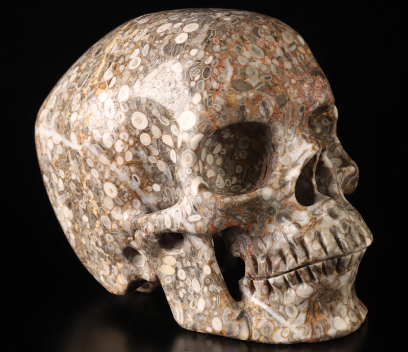 Skullis Skullis 5.0  Crinoid Fossil Super Crystal Skull  Hand Carved Gemstone Fine Art Sculpture  Reiki Healing Stone Statue.782  - Image 1