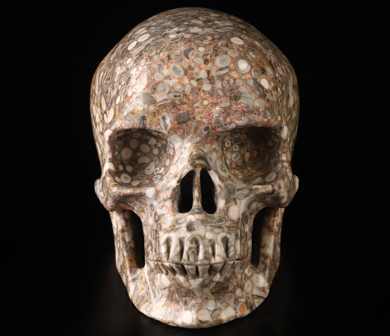 Skullis Skullis 5.0  Crinoid Fossil Super Crystal Skull  Hand Carved Gemstone Fine Art Sculpture  Reiki Healing Stone Statue.782  - Image 2