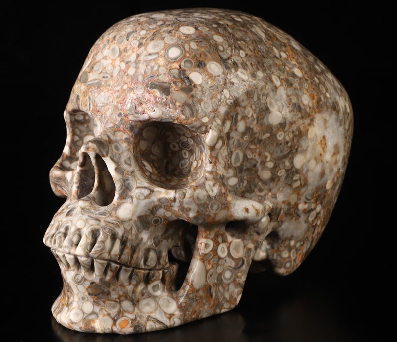 Skullis Skullis 5.0  Crinoid Fossil Super Crystal Skull  Hand Carved Gemstone Fine Art Sculpture  Reiki Healing Stone Statue.782  - Image 3
