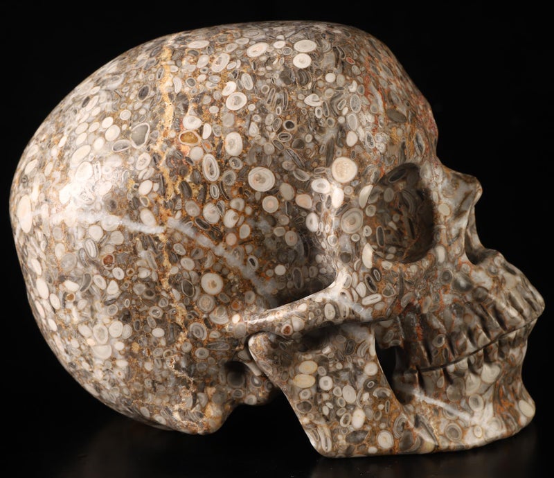 Skullis Skullis 5.0  Crinoid Fossil Super Crystal Skull  Hand Carved Gemstone Fine Art Sculpture  Reiki Healing Stone Statue.782  - Image 4