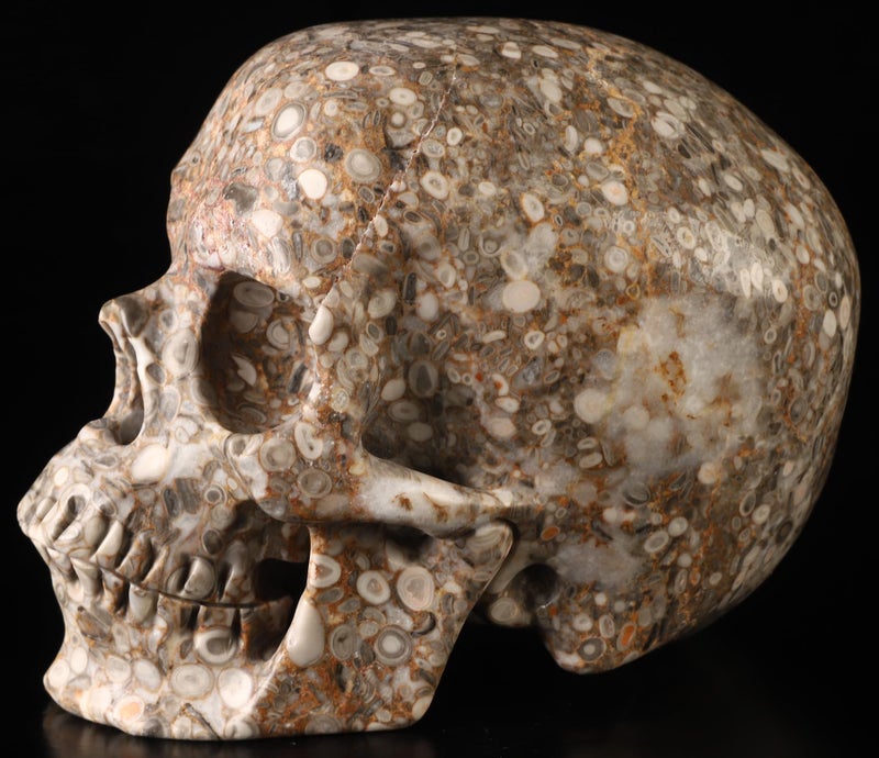 Skullis Skullis 5.0  Crinoid Fossil Super Crystal Skull  Hand Carved Gemstone Fine Art Sculpture  Reiki Healing Stone Statue.782  - Image 5