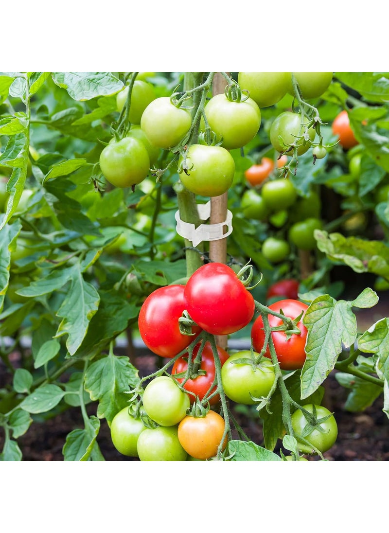 Qunclay Qunclay 1500 Pieces Tomato Clips Garden Clips Tomato Clips for String Trellis Plant Clips Tomato Plant Support Plant Clips for Climbing Plants Plastic Garden Plant Support Clips 1 Inner Diameter  - Image 4