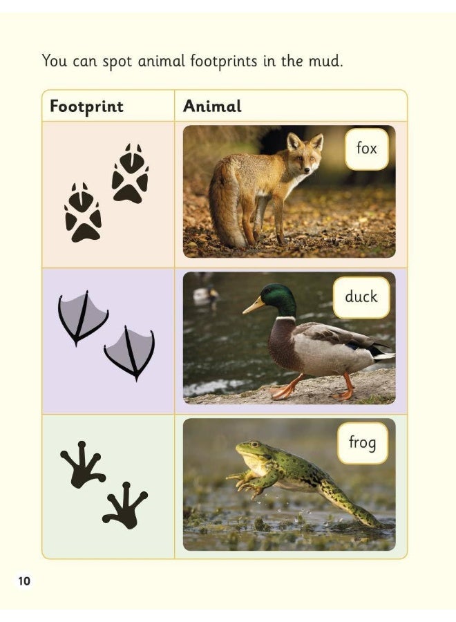 Read Write Inc. Phonics: Bushcraft (Yellow Set 5 NF Book Bag Book 5) - Image 4