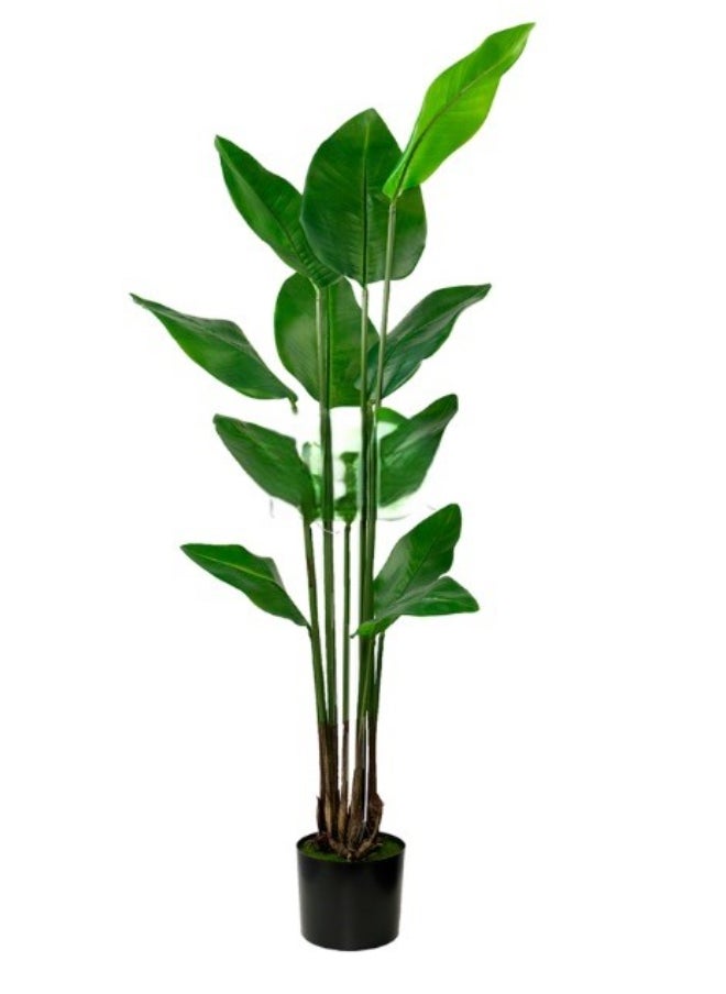 HRT WALL Strelitzia Nicolai Wild banana bush 150 cm - green 