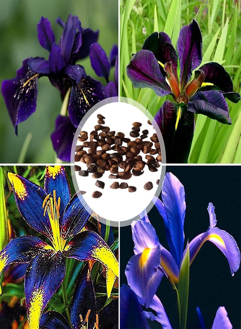 GGOOT Small Bag of Dutch Iris Seeds Perennial Easy Planting Purple Heirloom Floral Plants Seeds for Home 30pcs Seeds - Image 5