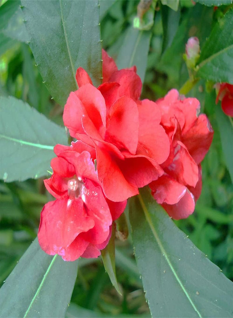 GGOOT 100Pcs Impatiens Seeds Blooming Beautiful Red Flowers Add Color to The Garden Easy Planting Rapid Growth Suitable Novices - Image 2