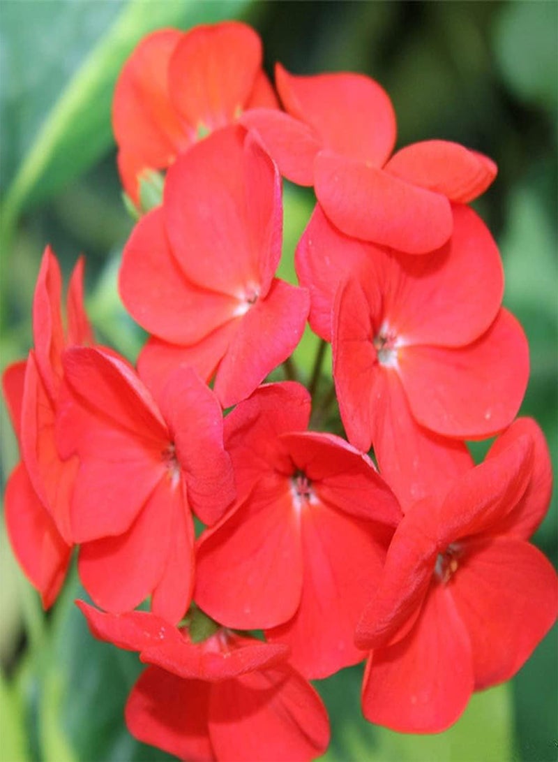 GGOOT 100Pcs Impatiens Seeds Blooming Beautiful Red Flowers Add Color to The Garden Easy Planting Rapid Growth Suitable Novices - Image 1