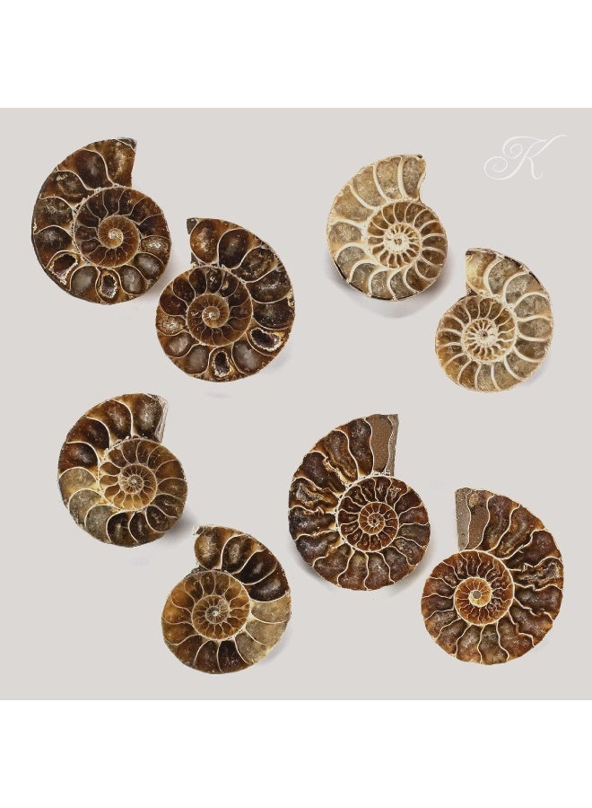 KALIFANO Extinct Natural Polished Ammonite Shell Pair Fossil Stone  Mineral from Madagascar with Feng Shui Healing Properties Thought to Bring Wealth Prosperity and Relaxation - Image 5