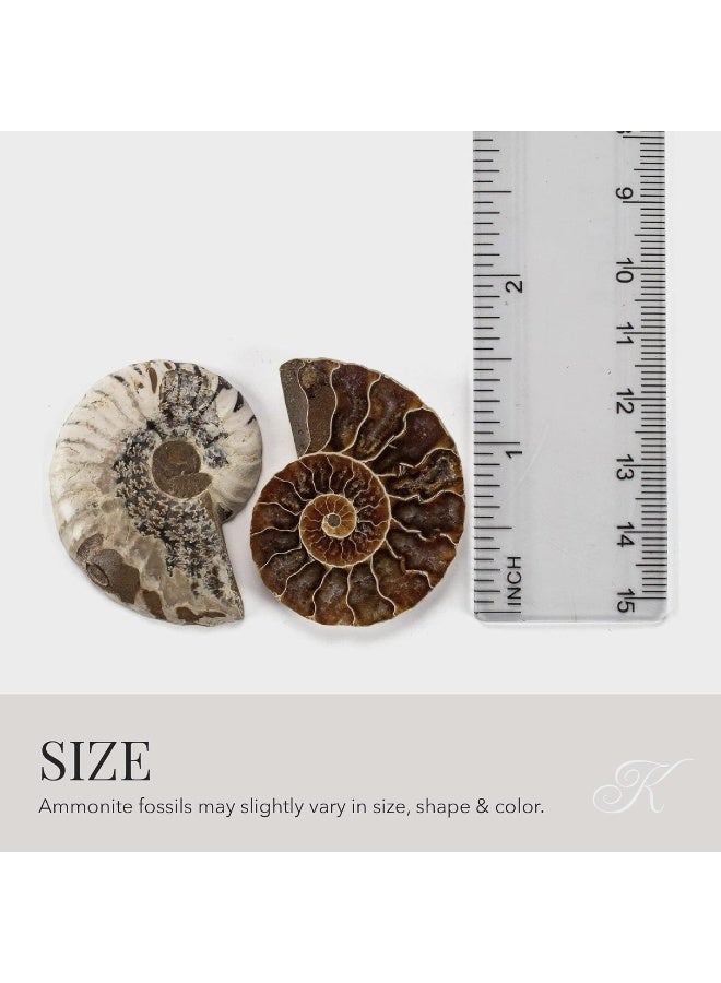 KALIFANO Extinct Natural Polished Ammonite Shell Pair Fossil Stone  Mineral from Madagascar with Feng Shui Healing Properties Thought to Bring Wealth Prosperity and Relaxation - Image 4
