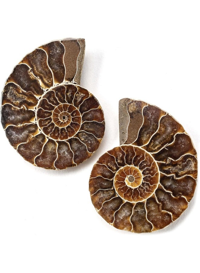 KALIFANO Extinct Natural Polished Ammonite Shell Pair Fossil Stone  Mineral from Madagascar with Feng Shui Healing Properties Thought to Bring Wealth Prosperity and Relaxation - Image 2