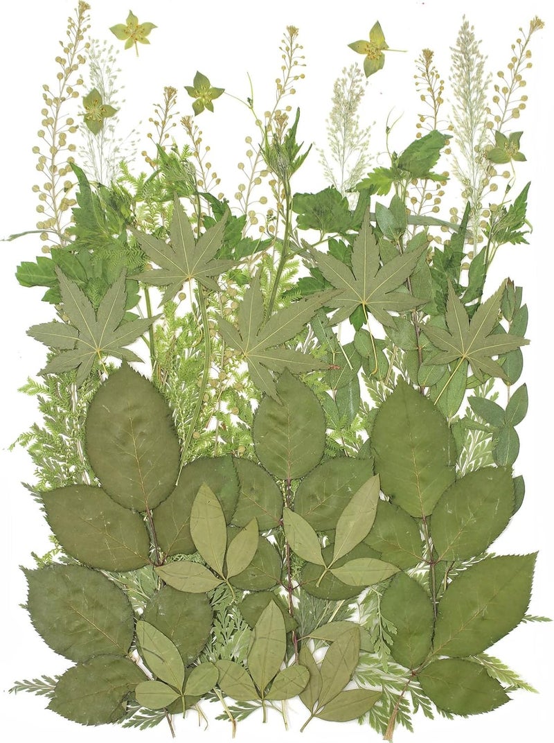 ZMRU 12“ Large Bulk Summer Dried Pressed Flowers for Glass Frame, Real Dry Natural Flower Leaf Daisy for Resin Mold, Cake Decor, Phone Cases (Dried Green Leaves) - Image 1