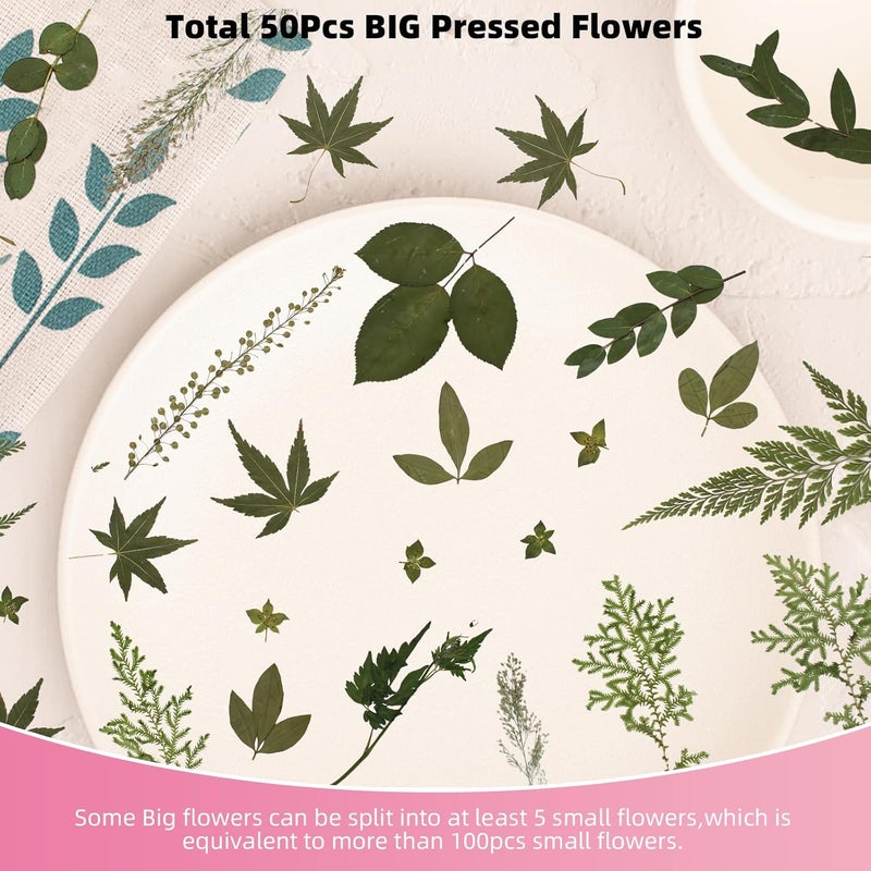 ZMRU 12“ Large Bulk Summer Dried Pressed Flowers for Glass Frame, Real Dry Natural Flower Leaf Daisy for Resin Mold, Cake Decor, Phone Cases (Dried Green Leaves) - Image 4