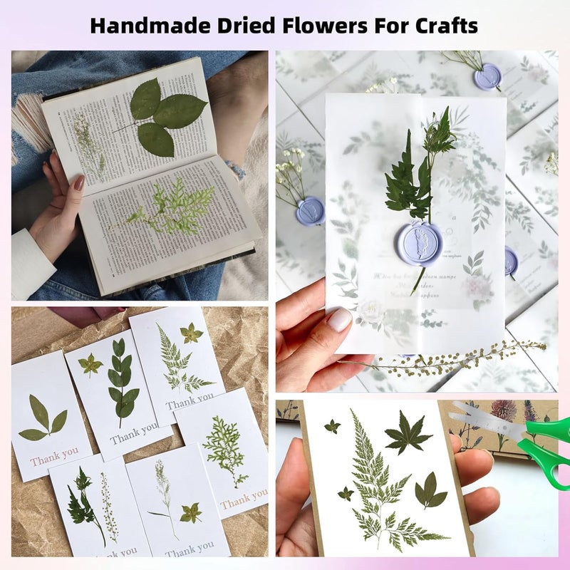 ZMRU 12“ Large Bulk Summer Dried Pressed Flowers for Glass Frame, Real Dry Natural Flower Leaf Daisy for Resin Mold, Cake Decor, Phone Cases (Dried Green Leaves) - Image 3