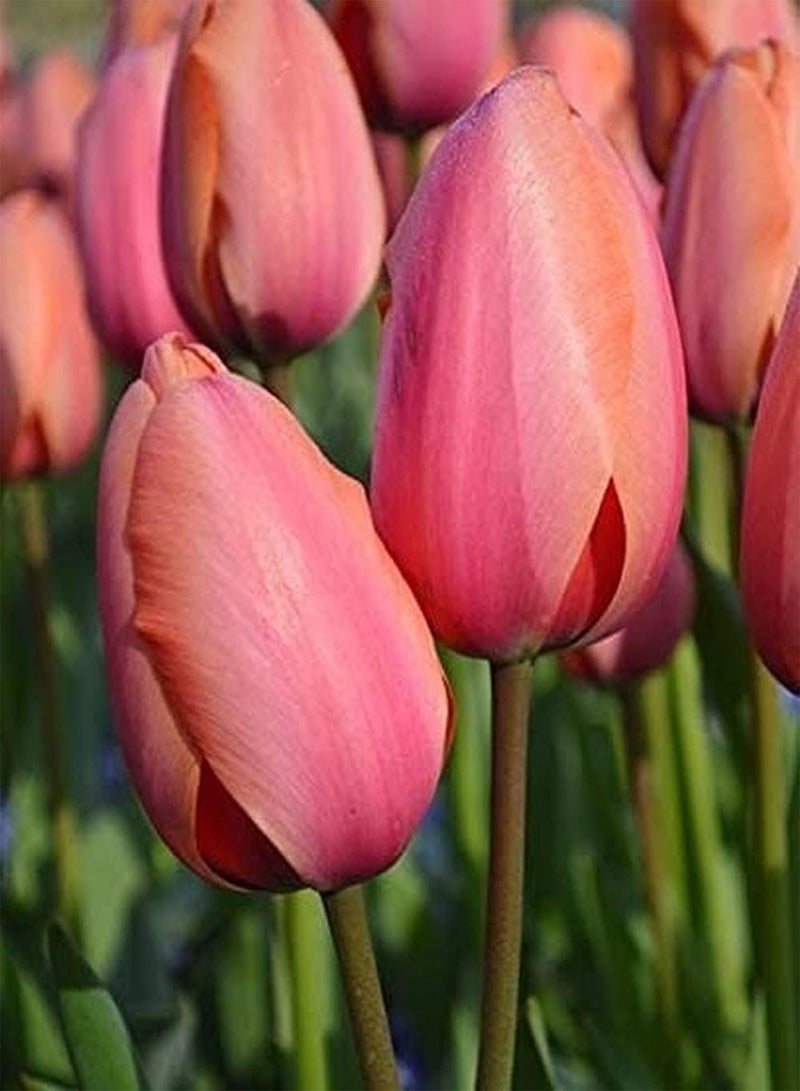GGOOT 10pcs Roze Tulpenbollen Ingemaakte Bloembollen Charmante Geur Tuin Balkon Kantoor Decoraties Speelse Tulpen Klassieke Kleur - Image 2