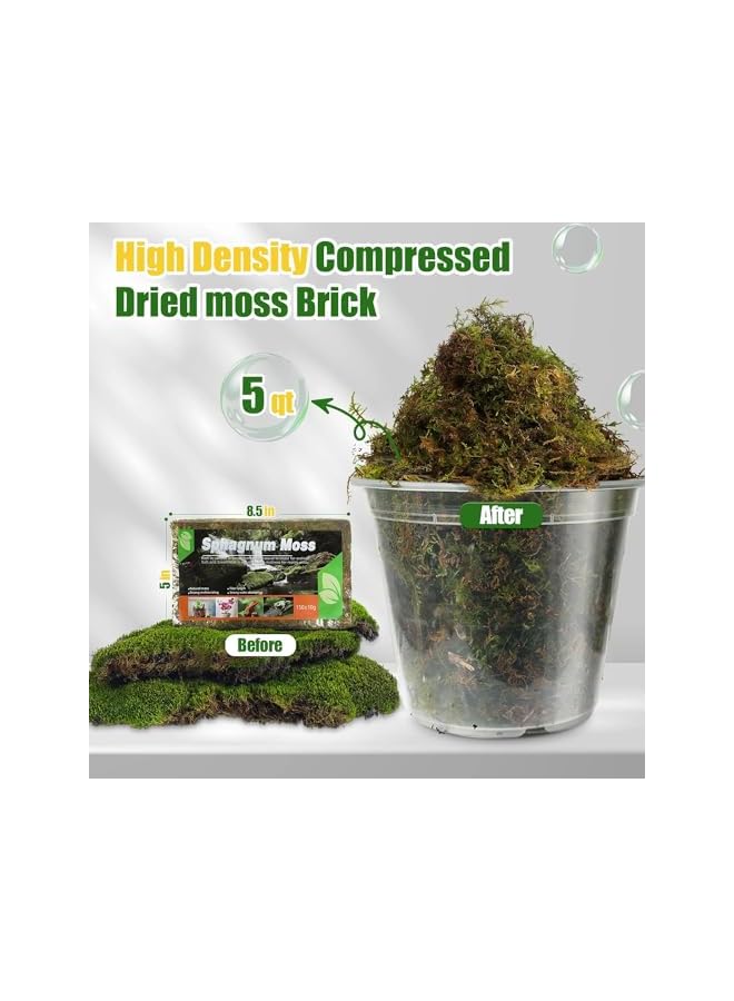The Bros Dried Forest Moss for Plants, 300g Premium Sphagnum Moss Potting Mix, Potting Moss for Various Plants, Including Orchids, Carnivorous Plants Succulents Garden Flowers and Reptiles (Pack of 2) - Image 2