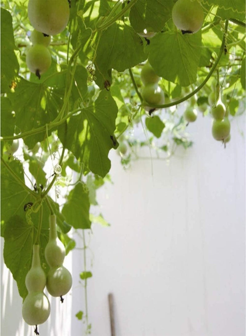 GGOOT 20Pcs Gourd Seeds Annual Heirloom Climbing Vegetables Has Ornamental Value Non-GMO Gardening Varieties Easy to Manage Bring A Sense of Accomplishment - Image 3