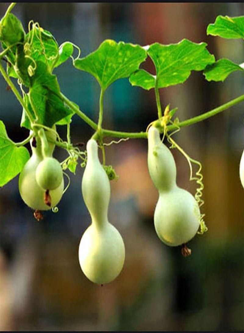 GGOOT 20Pcs Gourd Seeds Annual Heirloom Climbing Vegetables Has Ornamental Value Non-GMO Gardening Varieties Easy to Manage Bring A Sense of Accomplishment - Image 1
