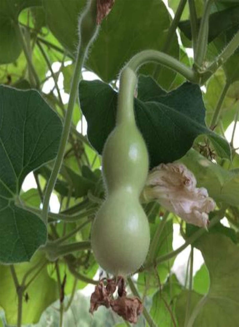 GGOOT 20Pcs Gourd Seeds Annual Heirloom Climbing Vegetables Has Ornamental Value Non-GMO Gardening Varieties Easy to Manage Bring A Sense of Accomplishment - Image 2
