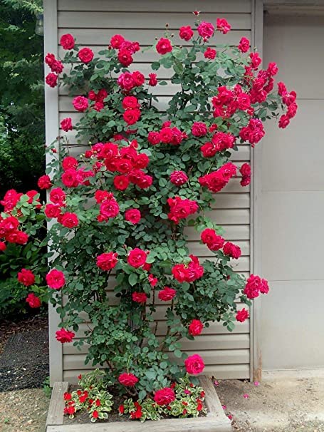 SelfLine Miniature Rose Button Rose Red Plant Mini rose Rosa Gulab