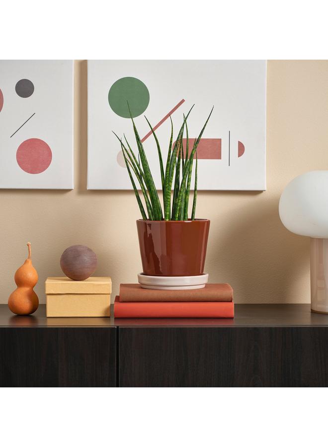 Green Tiger Plant Pot With Saucer, In/Outdoor/Red/Brown Light Beige, 12 Cm - Image 4