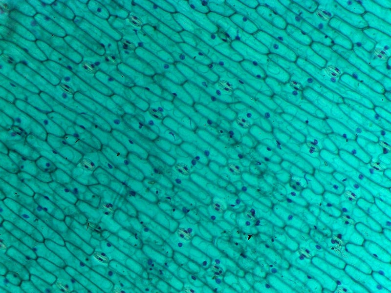 Aim Leaf Stomata Prepared Slide (Pack of 25) - Image 2