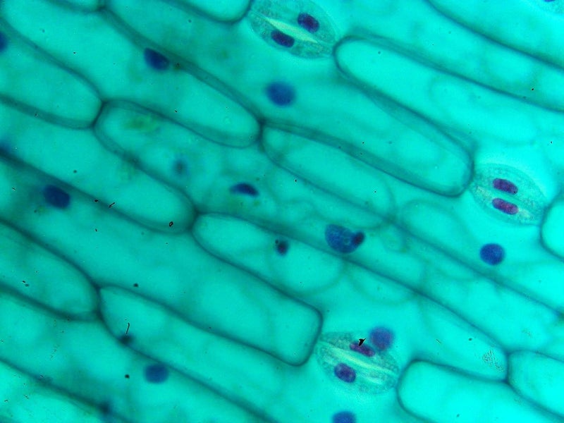 Aim Leaf Stomata Prepared Slide (Pack of 25) - Image 1