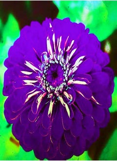 Extraordinary Flowers/Can be Planted All Year Round/Long Flowering Period/Dahlia Seeds/Perennial plants-65 PCS,b