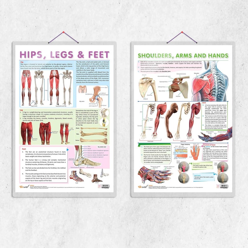 GoWoo SHOULDER, ARMS AND HANDS chart and HIPS, LEGS AND FEET chart | combo of 2 chart | Strengthen Your Upper and Lower Body with Shoulder, Arms, Hands, Hips, Legs, and Feet Exercises - Image 1